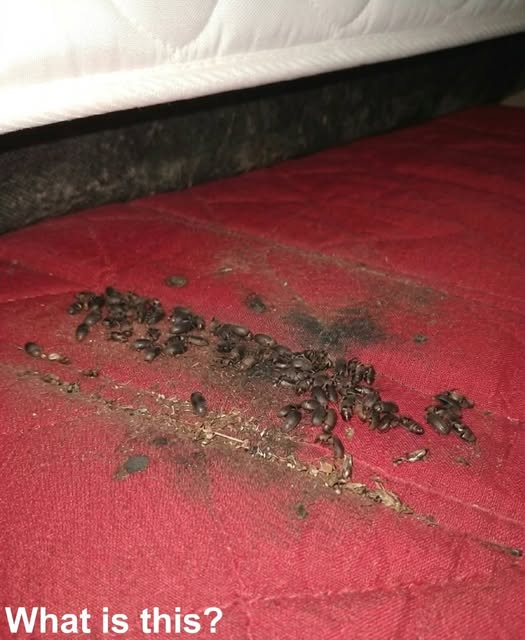 Strange Find Under a Bed Turns Out to Be Harmless Pests, Not Something Dangerous